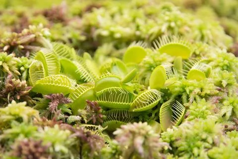 Venus flytrap Dionaea muscipula The Venus flytrap (also Venus s flytrap or... Foto stock