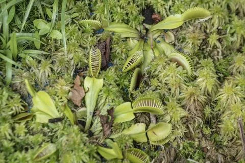 Venus flytrap (Dionaea muscipula), Walsrode Bird Park, Lower Saxony, Germany, 스톡 사진