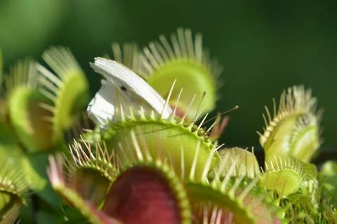 Venus Flytrap eat Butterfly - Dionaea Muscipula - Carnivorous Plant Stock Photos