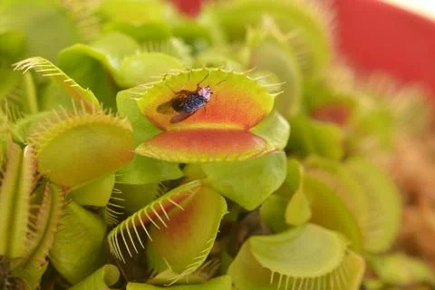 Venus flytrap eats a fly Foto stock