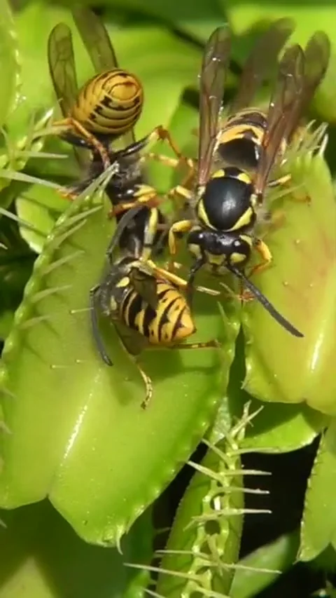 Venus Flytrap Eats Wasps, Dohr, Germany - 20 Jul 2023 Stock Footage 295244897