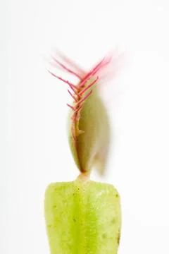 Venus flytrap, extreme close-up Foto stock