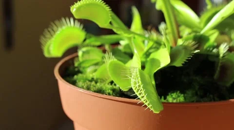 Venus Flytrap failing to eat at first a cricket Stock Footage 52076967