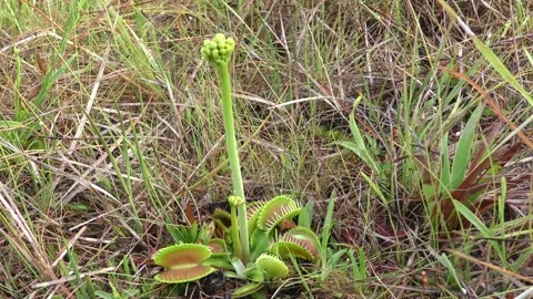 Venus Flytrap, with flower buds, Panhandle of Florida, USA Stock Footage 194596295