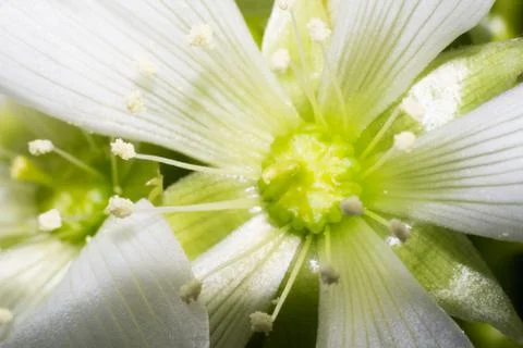 Venus Flytrap flower macro Foto stock