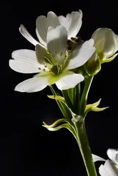 Venus Flytrap Flower Foto stock