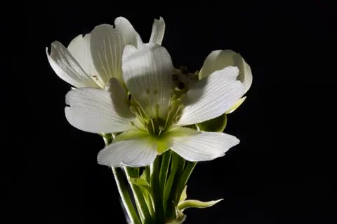 Venus Flytrap Flower Foto stock