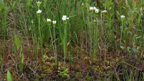Venus Flytrap flowering (Dionaea muscipula) Stock Footage 71123020