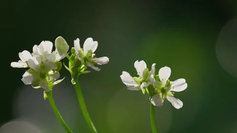 Venus Flytrap flowers and stems. Dionaea muscipula. Stock Footage 261530165