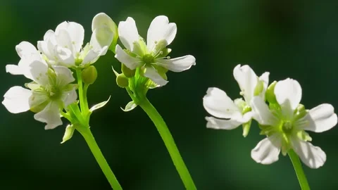 Venus Flytrap flowers and stems. Dionaea muscipula. Stock Footage 261530532