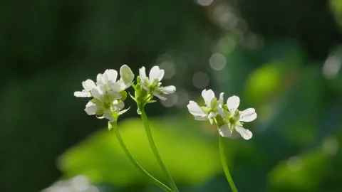 Venus Flytrap flowers and stems. Dionaea muscipula. Stock Footage 261530575