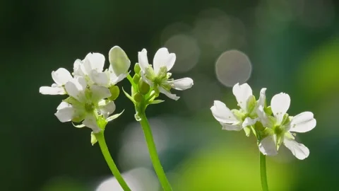 Venus Flytrap flowers and stems. Dionaea muscipula. Stock Footage 261530651
