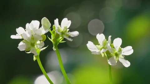 Venus Flytrap flowers and stems. Dionaea muscipula. Stock Footage 261530944