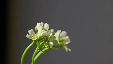 Venus Flytrap flowers and stems. Dionaea muscipula. Stock Footage 261530953