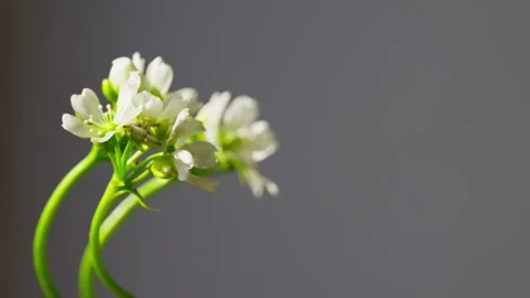 Venus Flytrap flowers and stems. Dionaea muscipula. Stock Footage 261530963