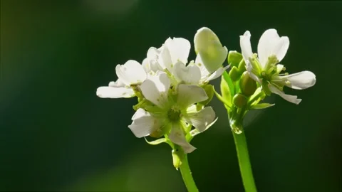 Venus Flytrap flowers and stems. Dionaea muscipula. Stock Footage 261531002