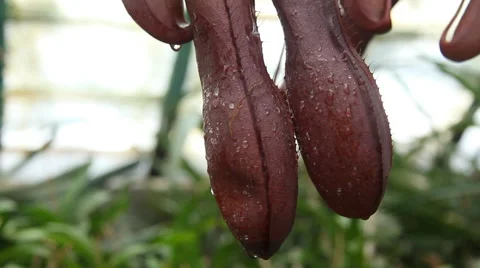 Venus flytrap Video stock 53080146