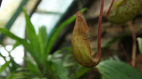 Venus flytrap Video stock 53080154