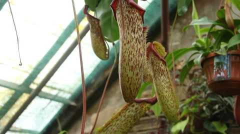 Venus flytrap Stock Footage 53080221