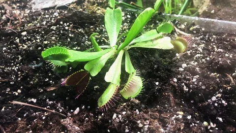Venus flytrap Video stock 120529338
