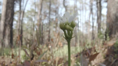Venus Flytrap In Full Bloom Stock Footage 39220687