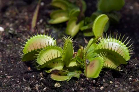 Venus flytrap in garden bed 库存照片