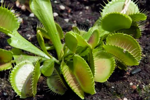 Venus flytrap in garden bed Stock Photos