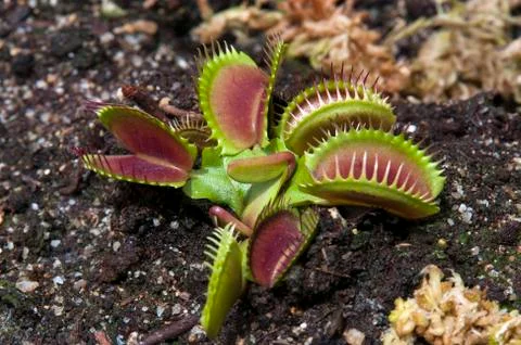Venus flytrap in garden bed Stock Photos