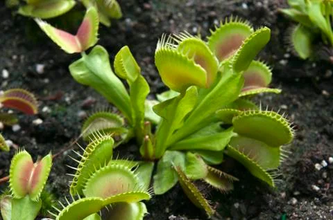 Venus flytrap in garden bed 库存照片