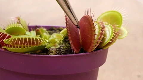 Venus flytrap gets a fly, but she flies away. Predatory plants Video stock 107137728