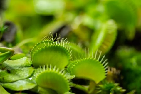 Venus flytrap green traps Dionaea muscipula close-up. Carnivorous plant preda 库存照片