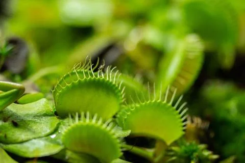 Venus flytrap green traps Dionaea muscipula close-up. Carnivorous plant pr... Foto stock