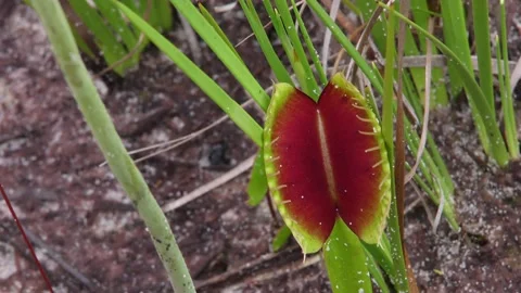 Venus Flytrap growing in Carolina bay, North Carolina, USA Video stock 194975474