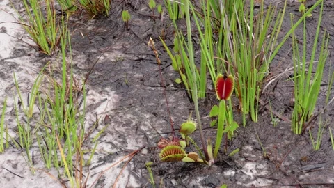 Venus Flytrap growing in Carolina bay, North Carolina, USA Stock Footage 194976655