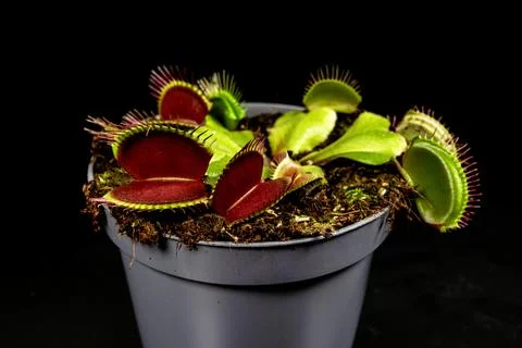 Venus flytrap growing in pot showing red and green traps Stock Photos