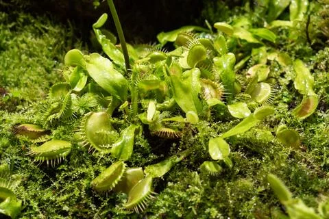 Venus Flytrap grows in a tropical greenhouse forest. 스톡 사진