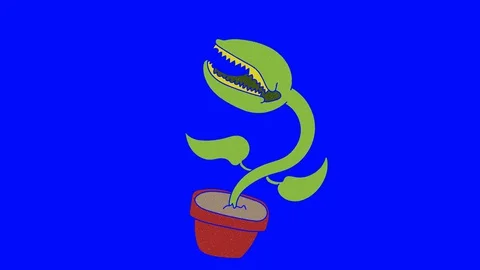 Venus flytrap hand drawn blue screen. floating loop animation Stock Footage 128071153