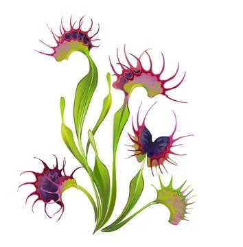 Venus flytrap Stock Illustration