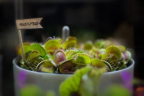 Venus flytrap in a large pot on a dark background. Growing Dionaea muscipula, 스톡 사진