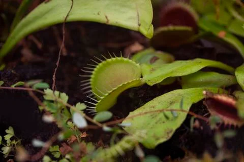 Venus flytrap - in latin Dionaea muscipula, is a meat eating or carnivorous Stock Photos