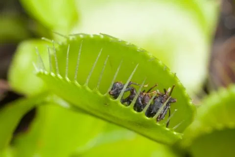 Venus flytrap leaf eating fly Stock Photos