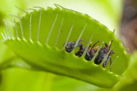 Venus flytrap leaf eating fly Stock Photos
