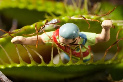 Venus flytrap leaf eating miniature man Stock Photos