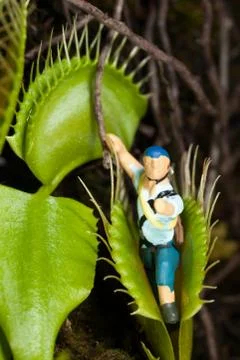 Venus flytrap leaf eating miniature man Stock Photos