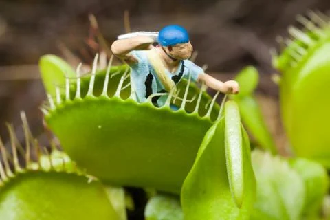 Venus flytrap leaf eating miniature man Stock Photos