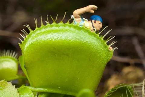 Venus flytrap leaf eating miniature man Stock Photos