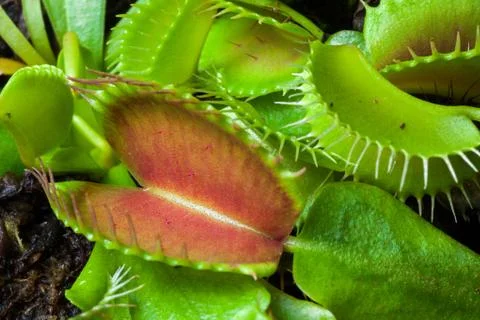 Venus flytrap leaf Stock Photos