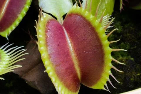 Venus Flytrap Macro Foto stock