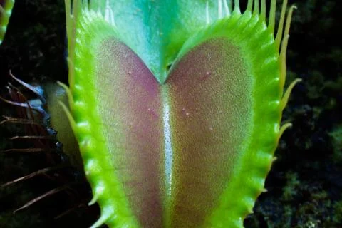 Venus Flytrap Macro Foto stock