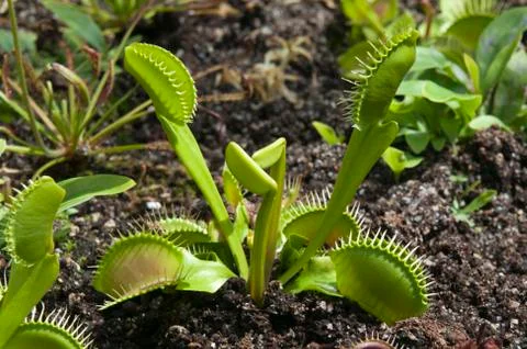 Venus flytrap with new traps Foto stock